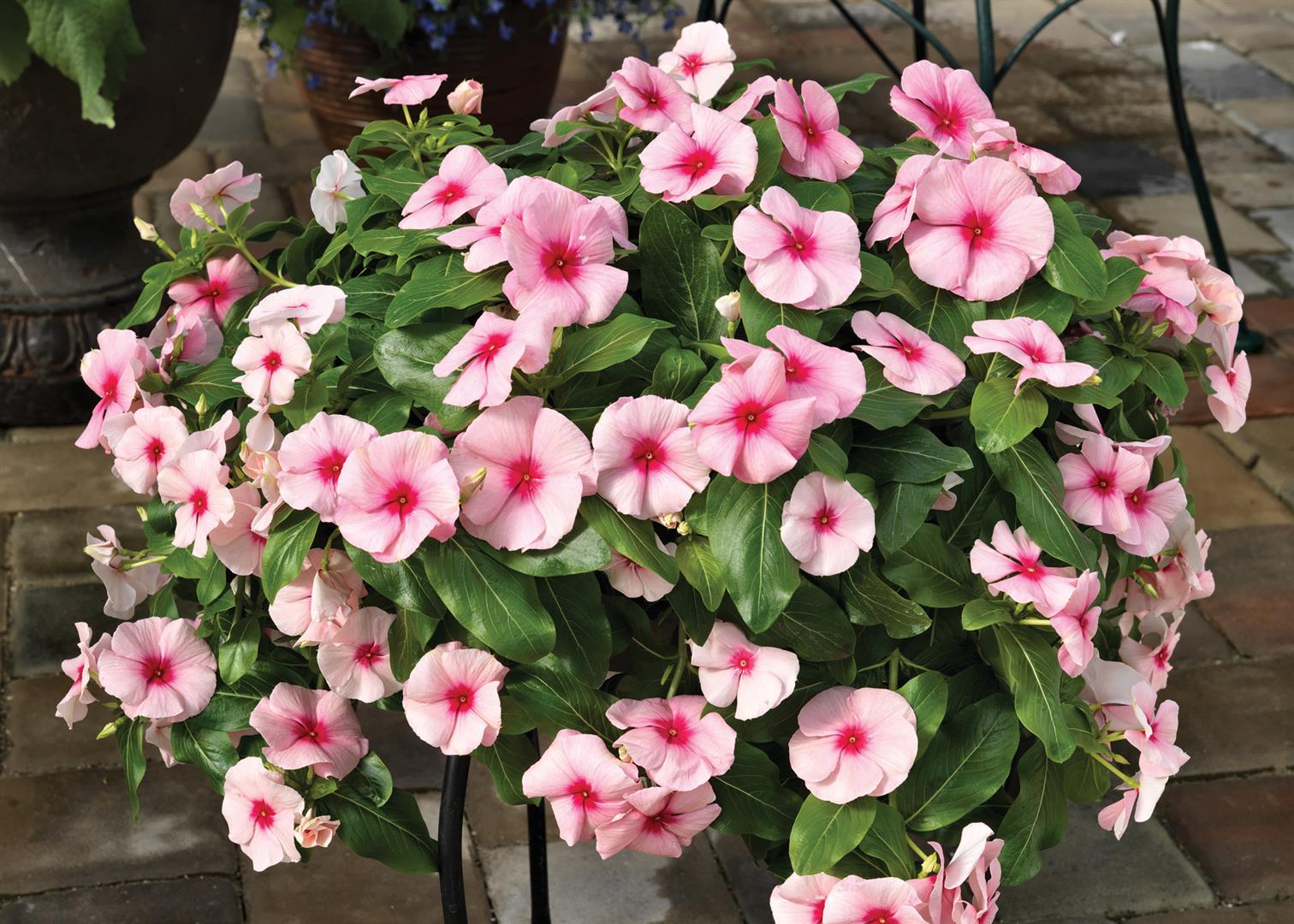 Flowering Vinca- cascading 1 – Gabrielsen Wholesale