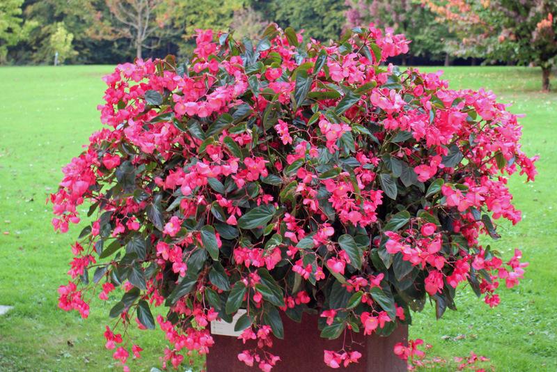 Dragon Wing Begonia – Gabrielsen Wholesale